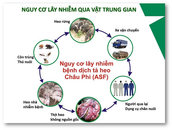 DỊCH TẢ LỢN CHÂU PHI